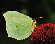 Latolistek cytrynek