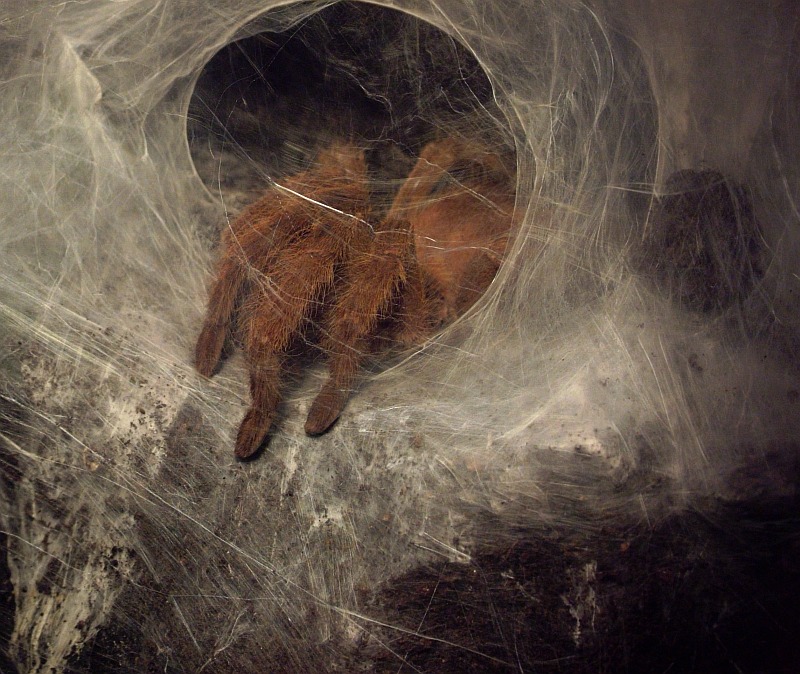 ...spider silk II...