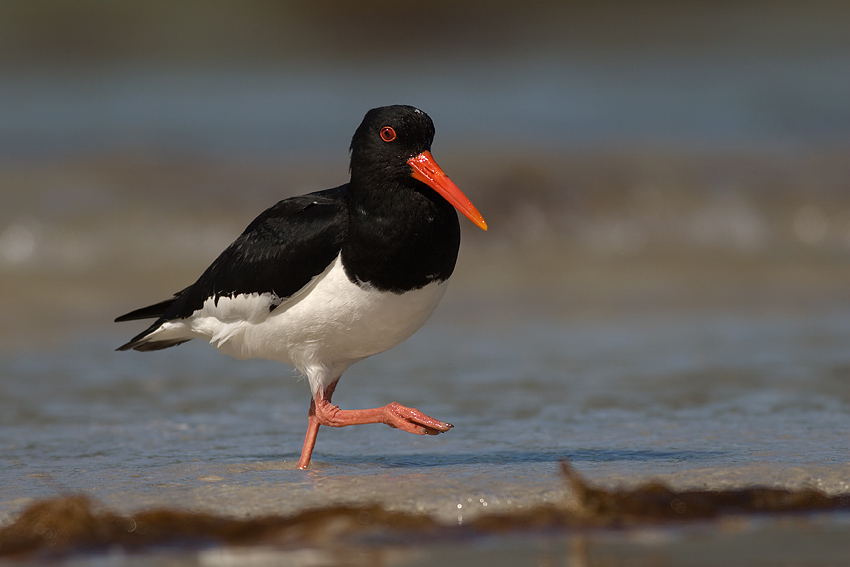 Ostrygojad  Haematopus ostralegus