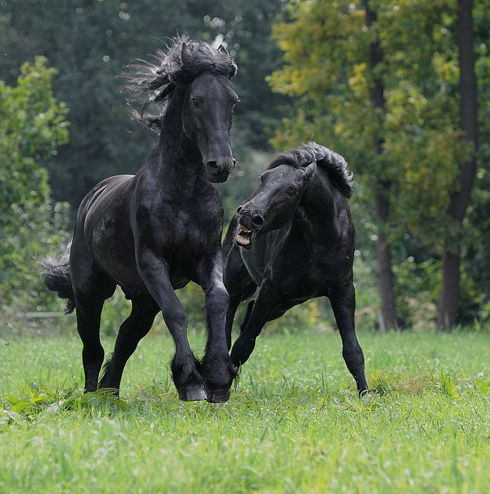 Friesian Power #2