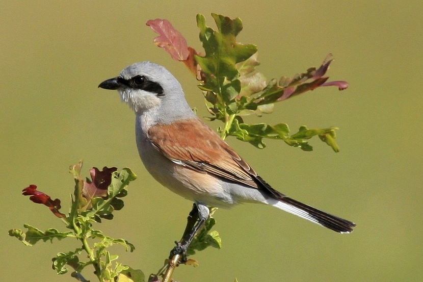 Pan Gąsiorek