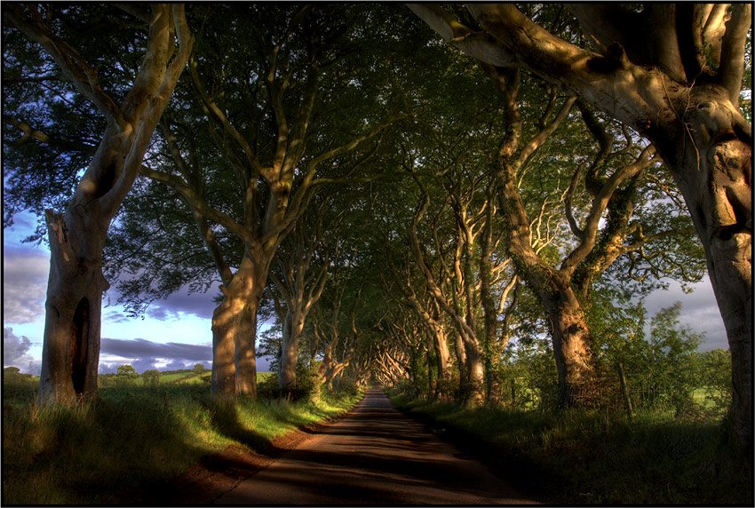 The Dark Hedges