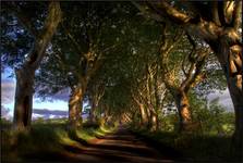 The Dark Hedges