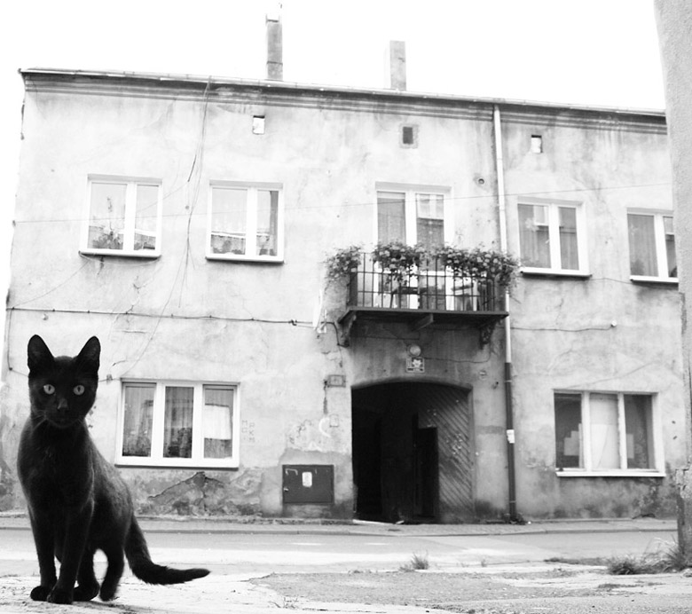 kotek II