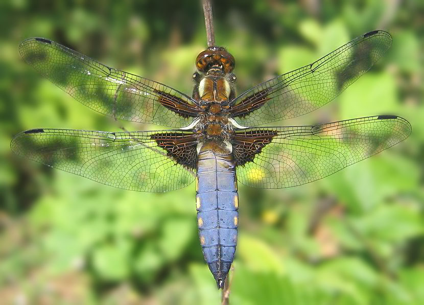 Libellula depressa