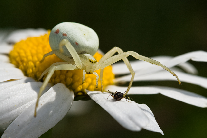 Kwietnik (Misumena vatia)