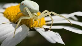 Kwietnik (Misumena vatia)