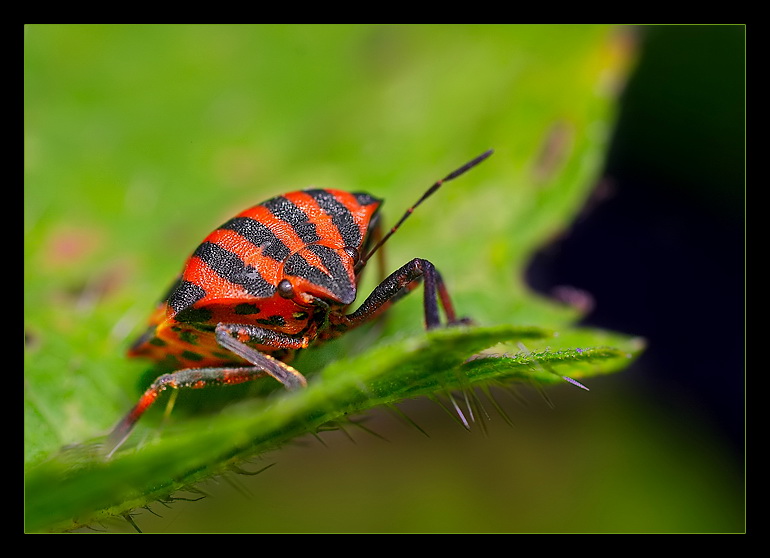 Graphosoma lineatum