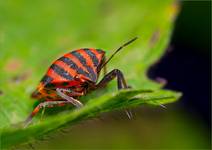 Graphosoma lineatum