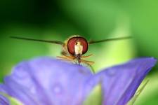 Episyrphus balteatus