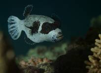 Masked Pufferfish