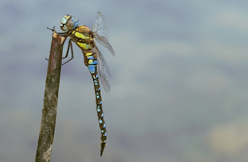 Husarz wladca ( Anax imperator )