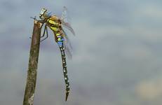 Husarz wladca ( Anax imperator )