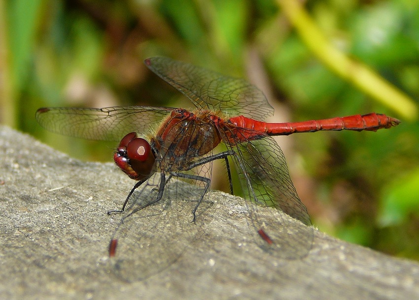 Szablak krwisty (Sympetrum sanguineum)