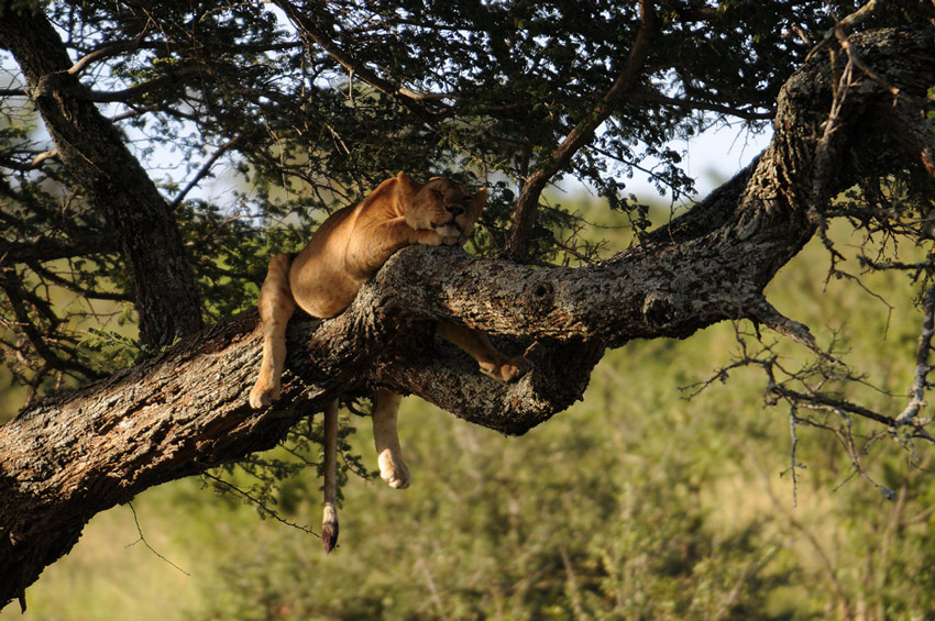 siesta