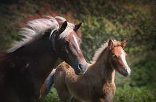 New Forest National Park