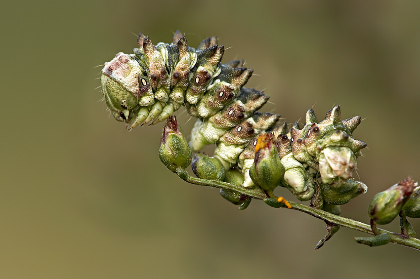 kapturnica bylicowa