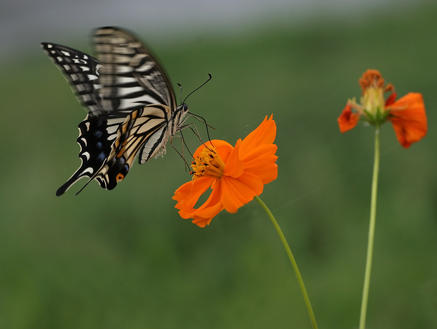 Papilio