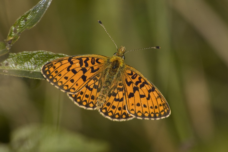 Boloria Selene