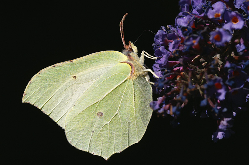 Listkowiec cytrynek