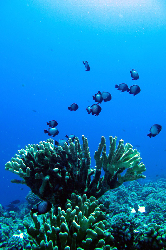 Molokini Hawaje \"Reefs End\"