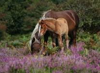 New Forest National Park