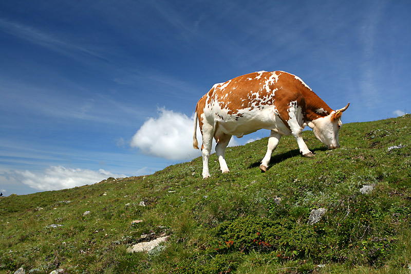 Alpejsko