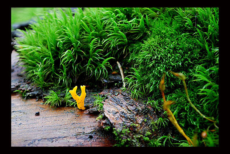 Calocera cornea