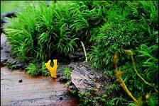 Calocera cornea