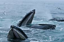 humpbacks