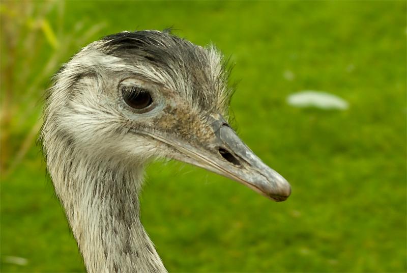 Rhea