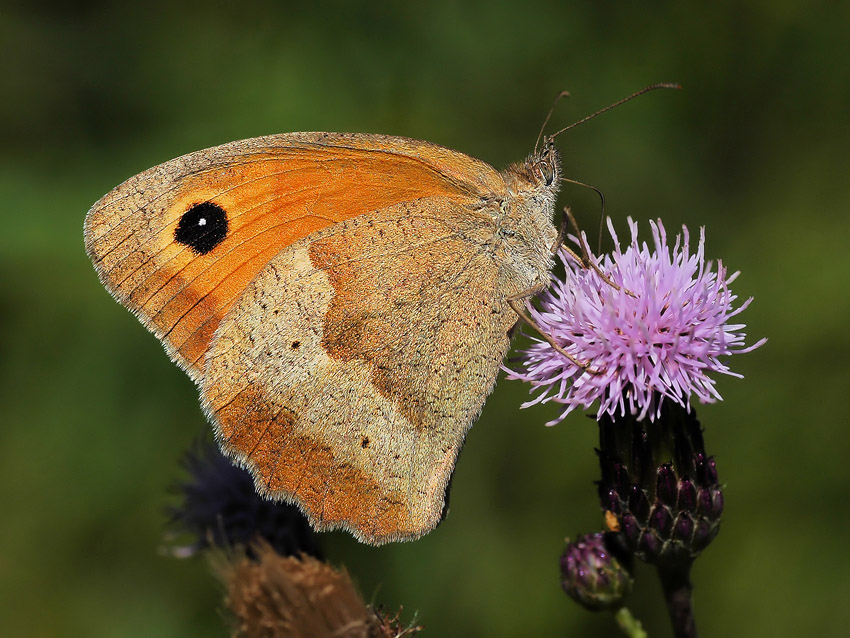 Przestrojnik likaon(?)