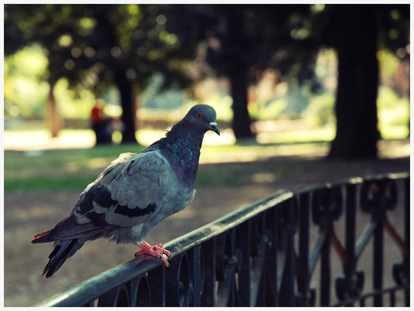 Pigeon