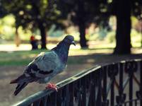 Pigeon