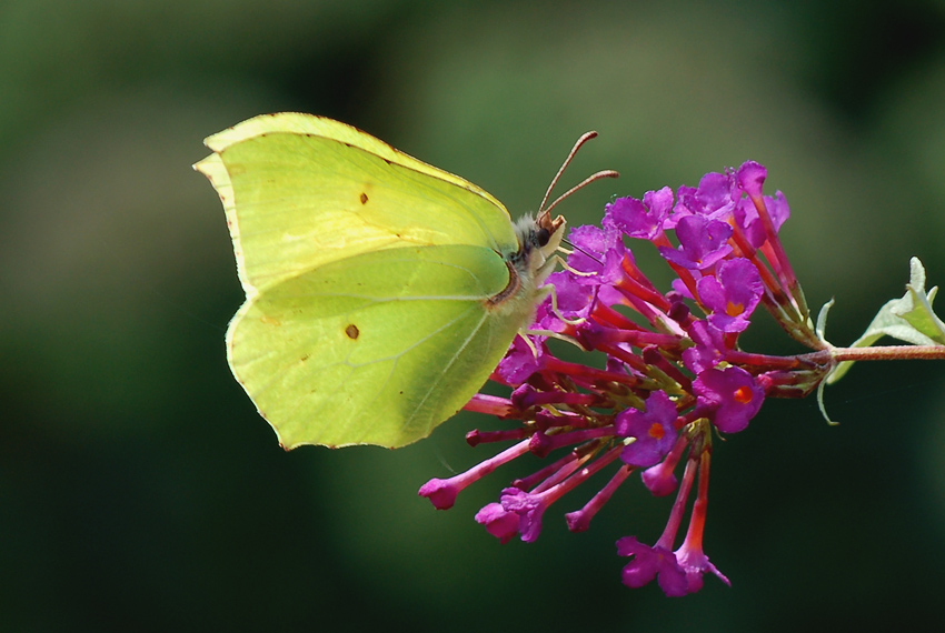 Motyl