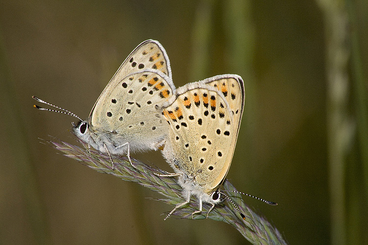 Czerwończyk uroczek