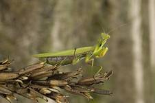 Mantis religiosa