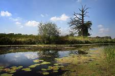 Rogalinski Park Krajobrazowy