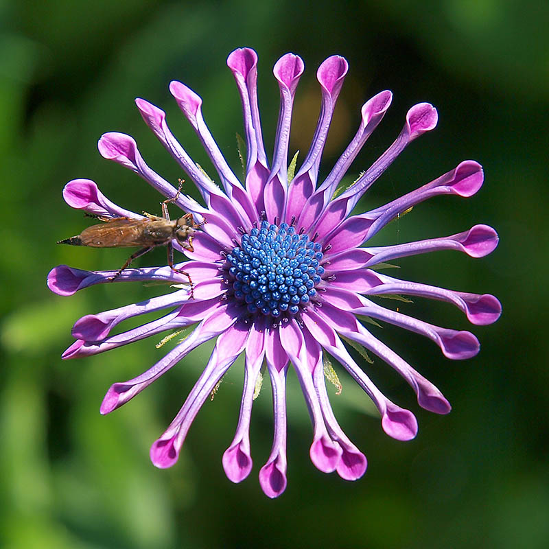 Osteospermum \\\'Pink Whirls\\\'