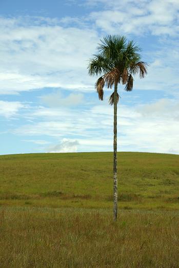 La palma sola