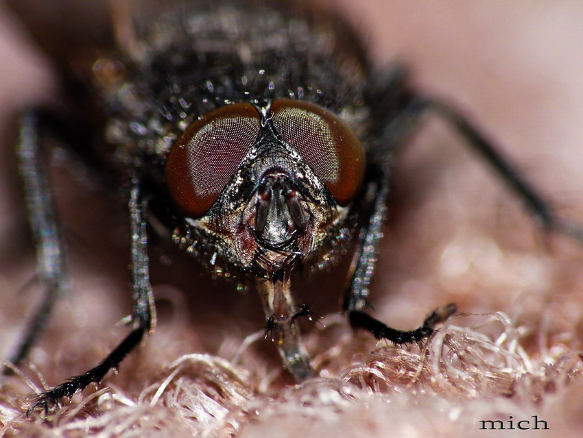 mucha domowa (Musca domestica)