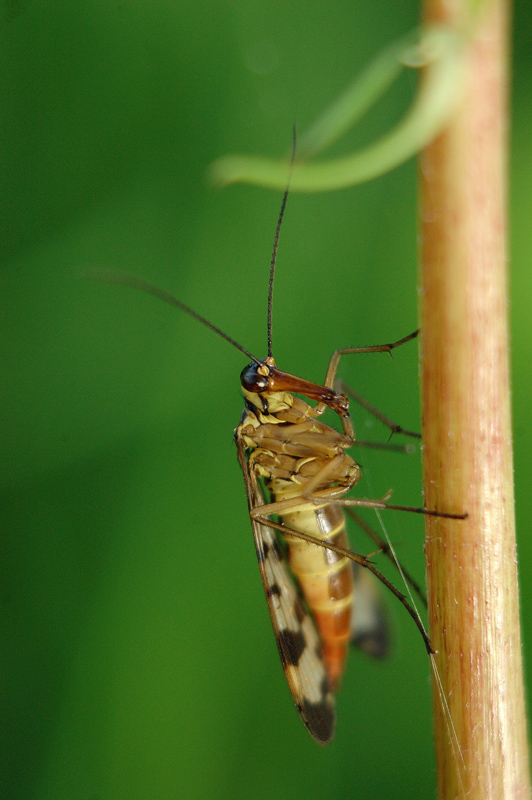 Wojsiłka