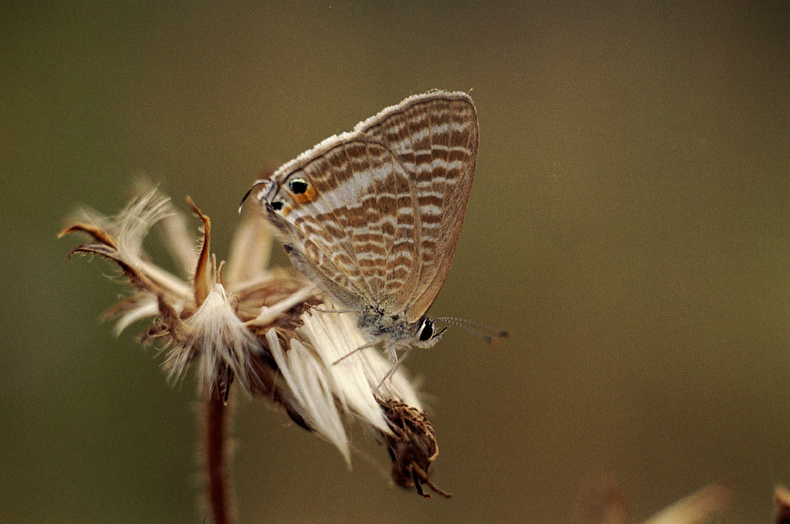 Lampides boeticus