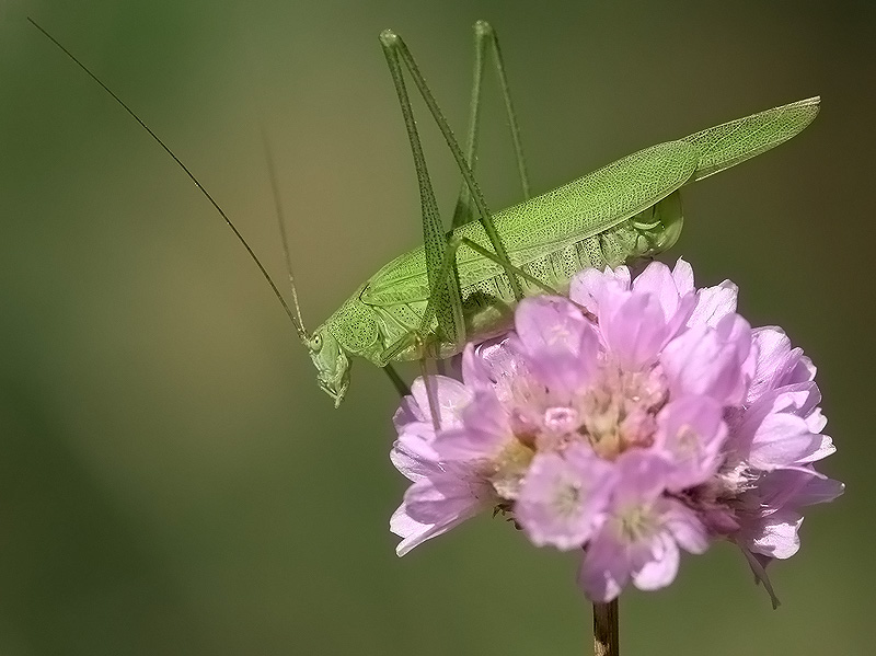 Choć przez chwilę poczuć się jak motyl...bezcenne