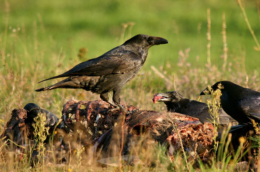 Wyżerka