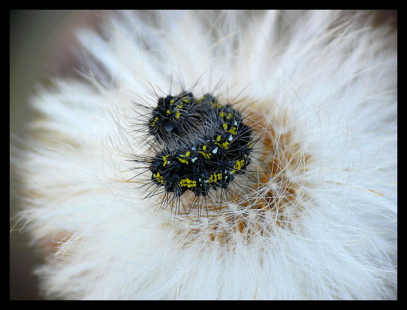 TiaTia