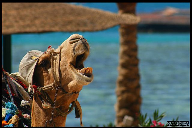 happy camel