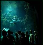 W oceanarium