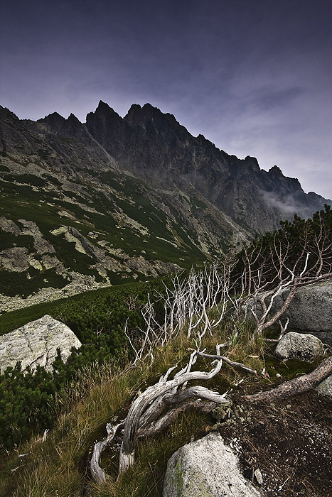 Słowackie Tatry- korzeń