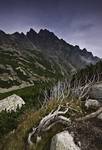 Słowackie Tatry- korzeń